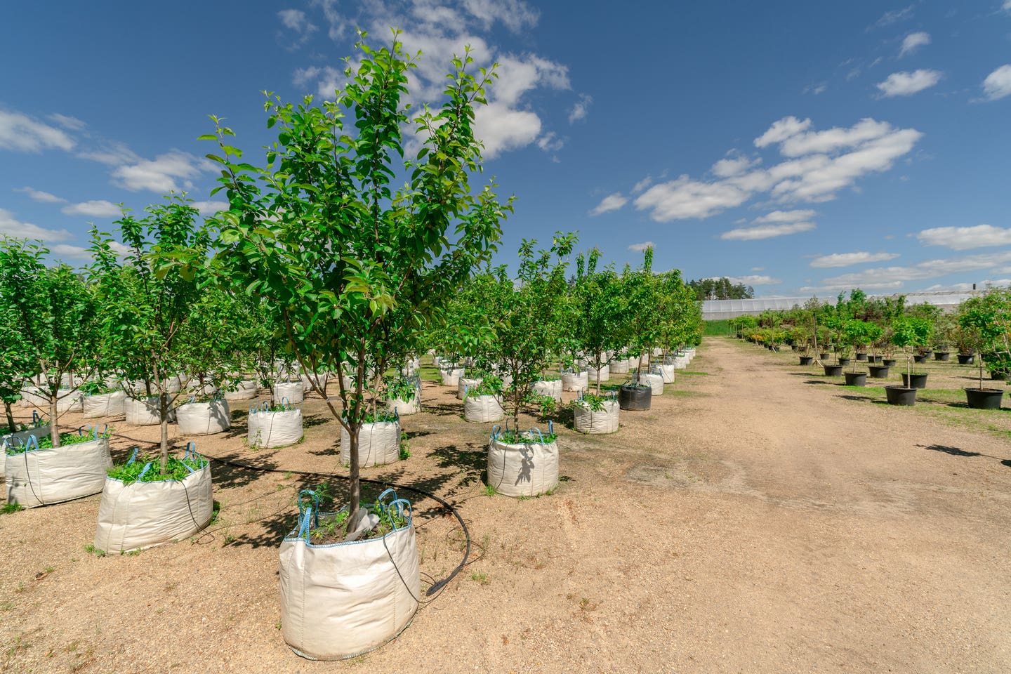 Se venden plantones. Árboles jóvenes para plantar en el suelo.